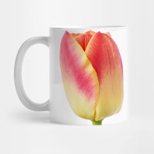 Tulipa 'Candy Corner' Triumph Tulip Mug